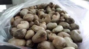 RAW CASHEW NUTS-image